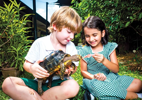 feeding-turtle-alice-smith-school