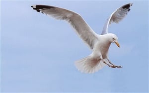 seagull.jpg