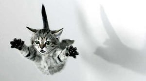 Cat leaping