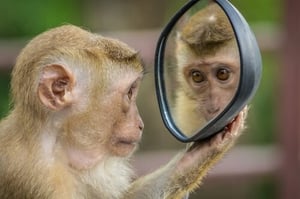 Monkey looking in a mirror