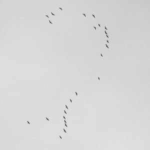 Flock of birds in question mark shape