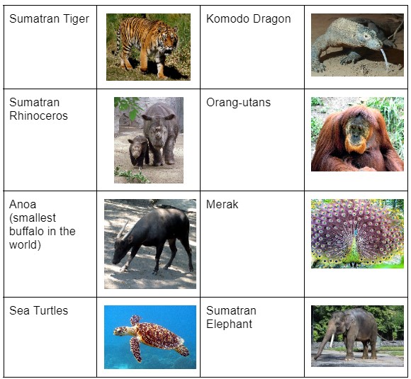Indonesian animals