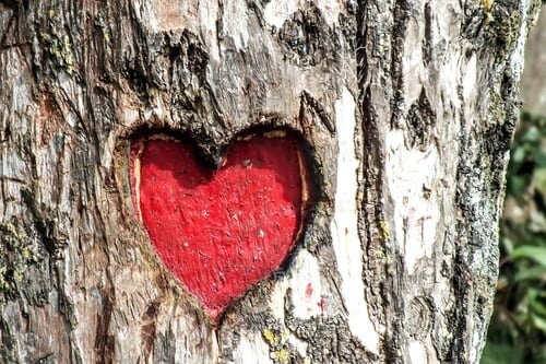 heart carved in tree trunk