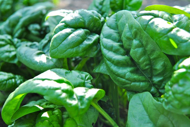 Spinach is a Superfood!